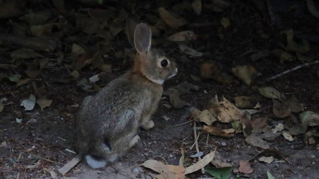 A rabbit sitting on the ground

Description automatically generated