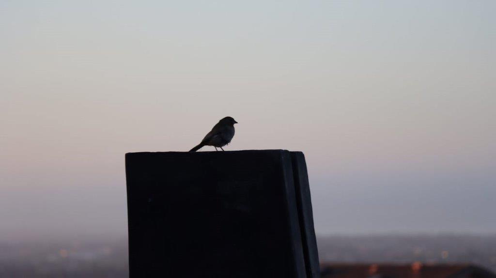 A bird sitting on a black surface

Description automatically generated