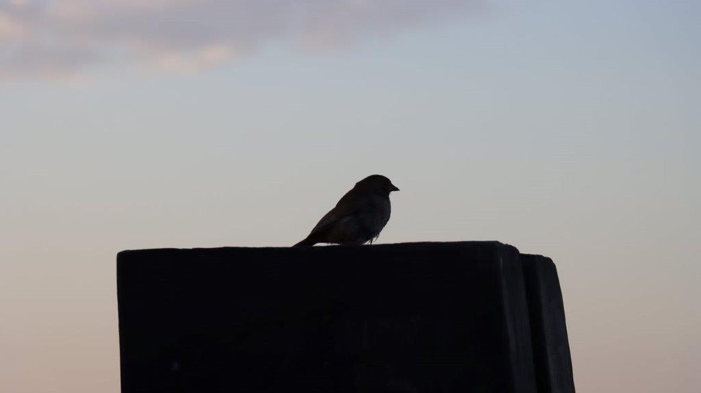 A bird sitting on a ledge

Description automatically generated
