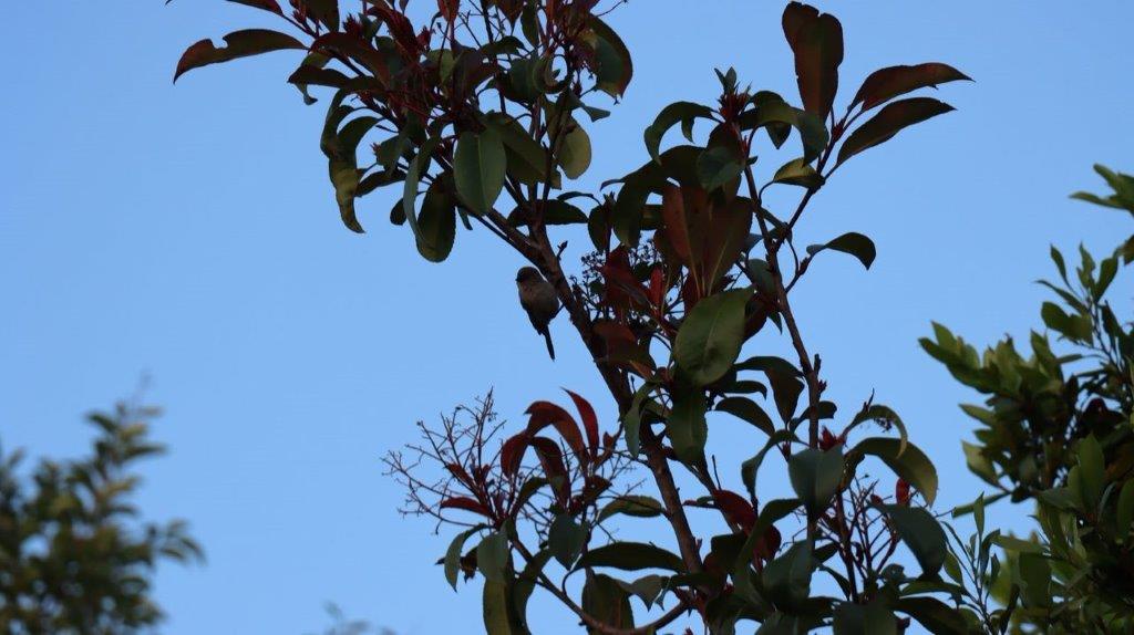 A bird on a tree branch

Description automatically generated
