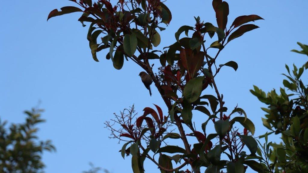 A bird on a tree branch

Description automatically generated