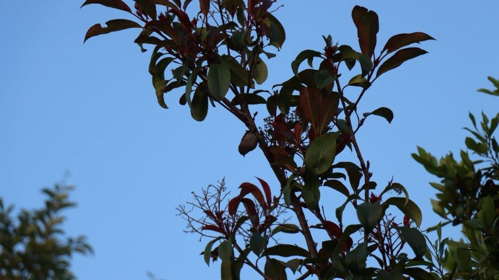A close-up of a tree

Description automatically generated
