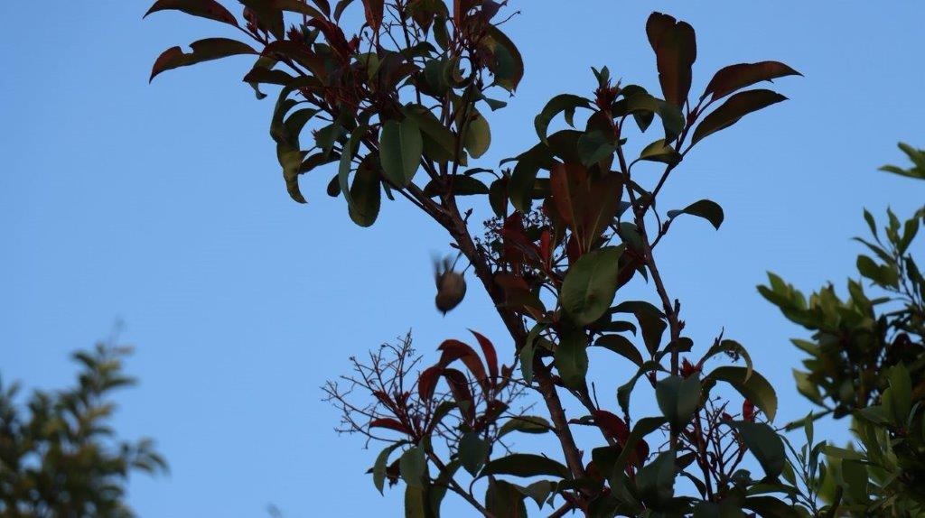 A close-up of a tree

Description automatically generated