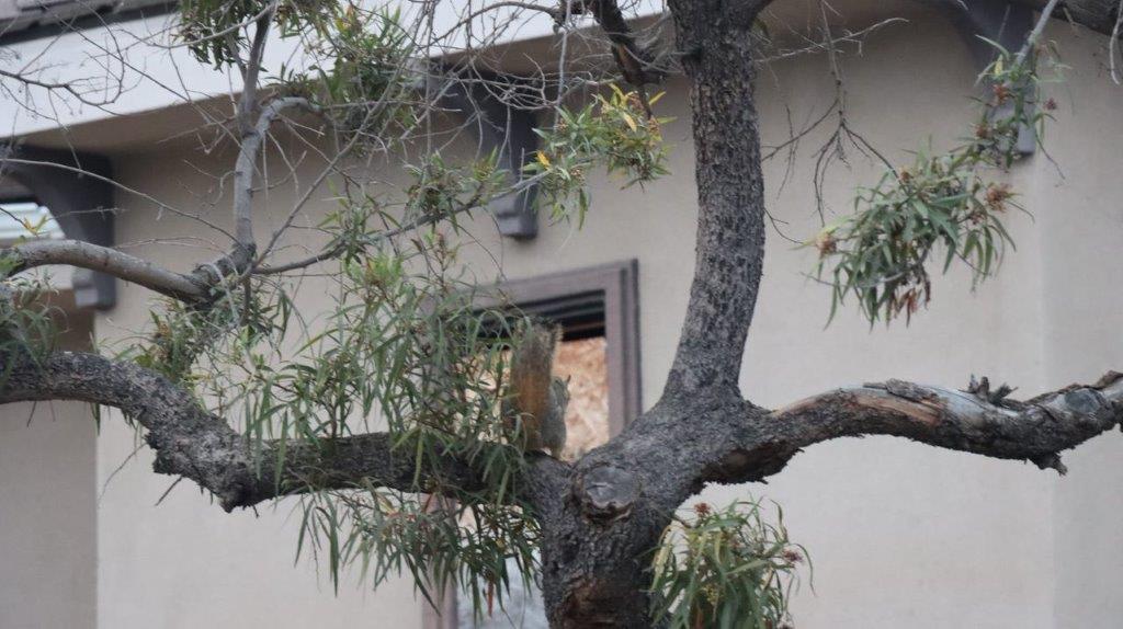 A tree with branches and leaves

Description automatically generated