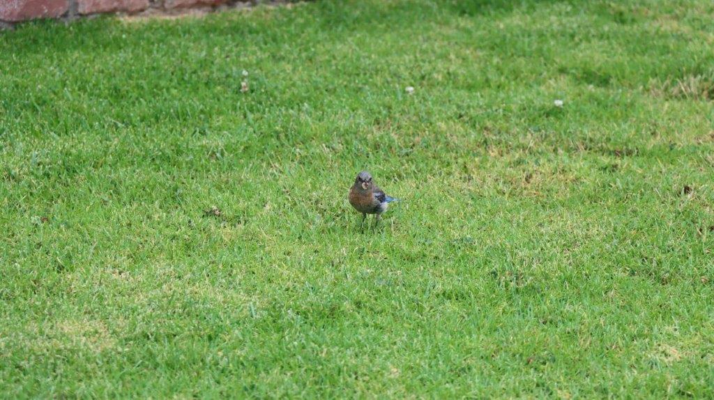 A bird standing in the grass

Description automatically generated
