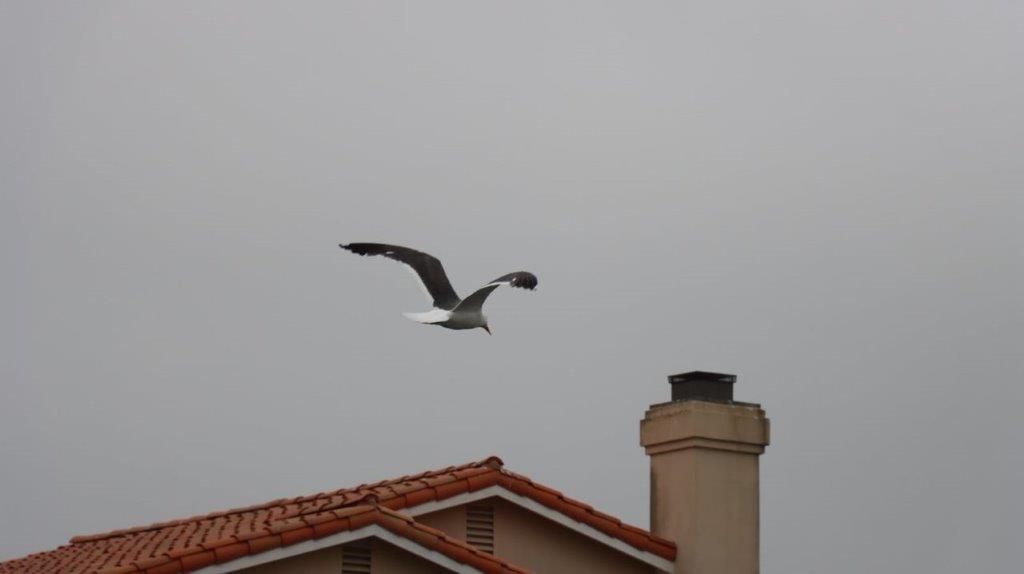 A bird flying over a house

Description automatically generated