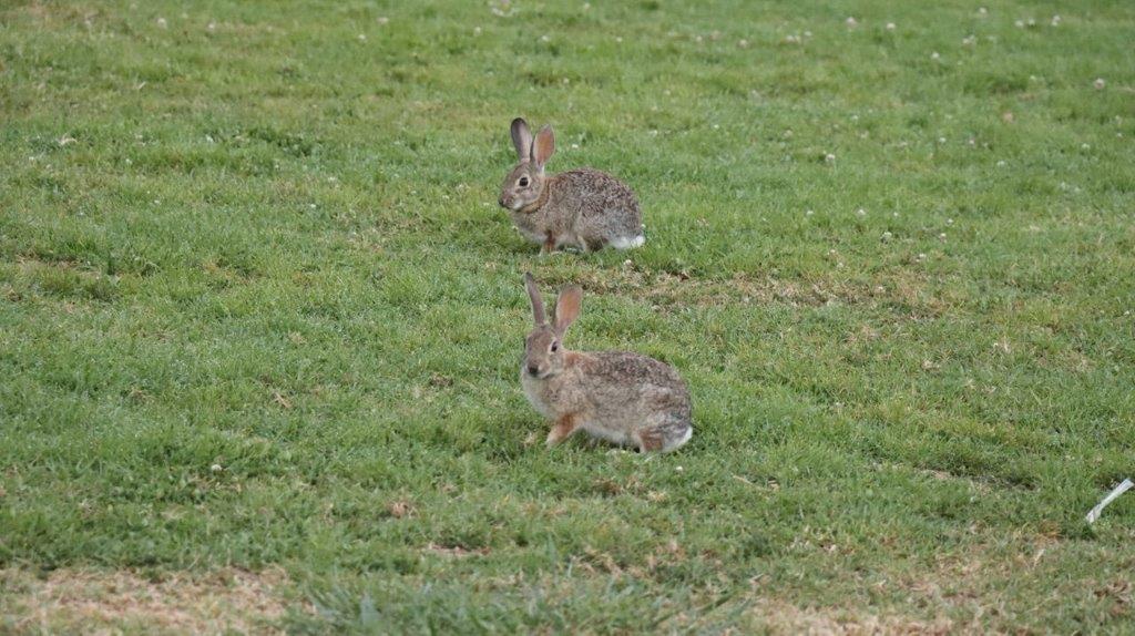 Rabbits in the grass

Description automatically generated
