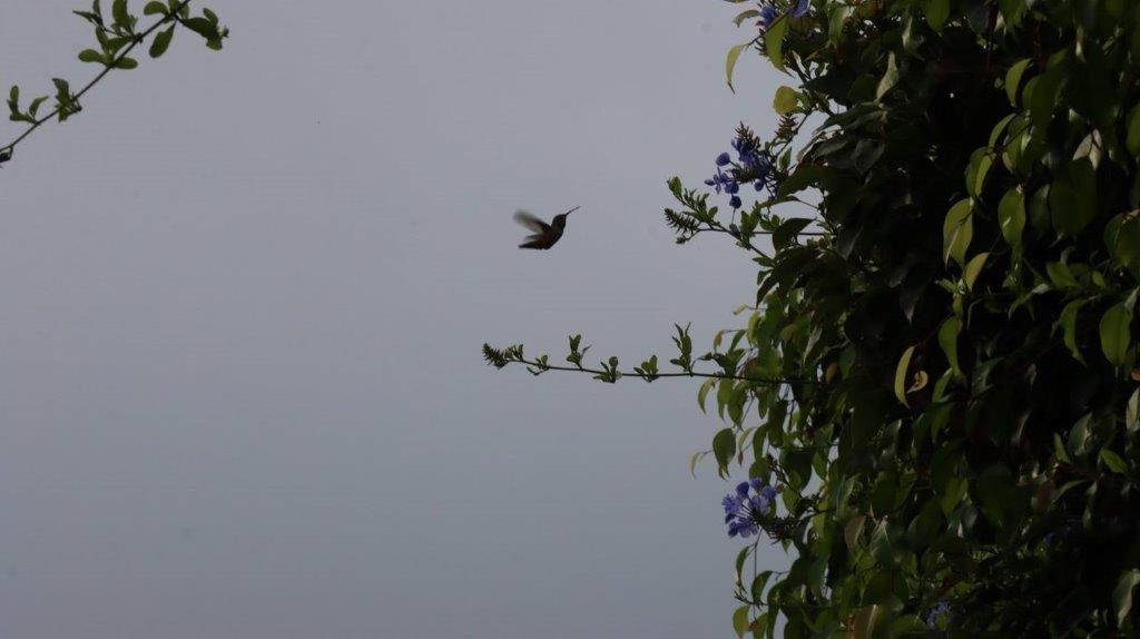A hummingbird flying in the sky

Description automatically generated