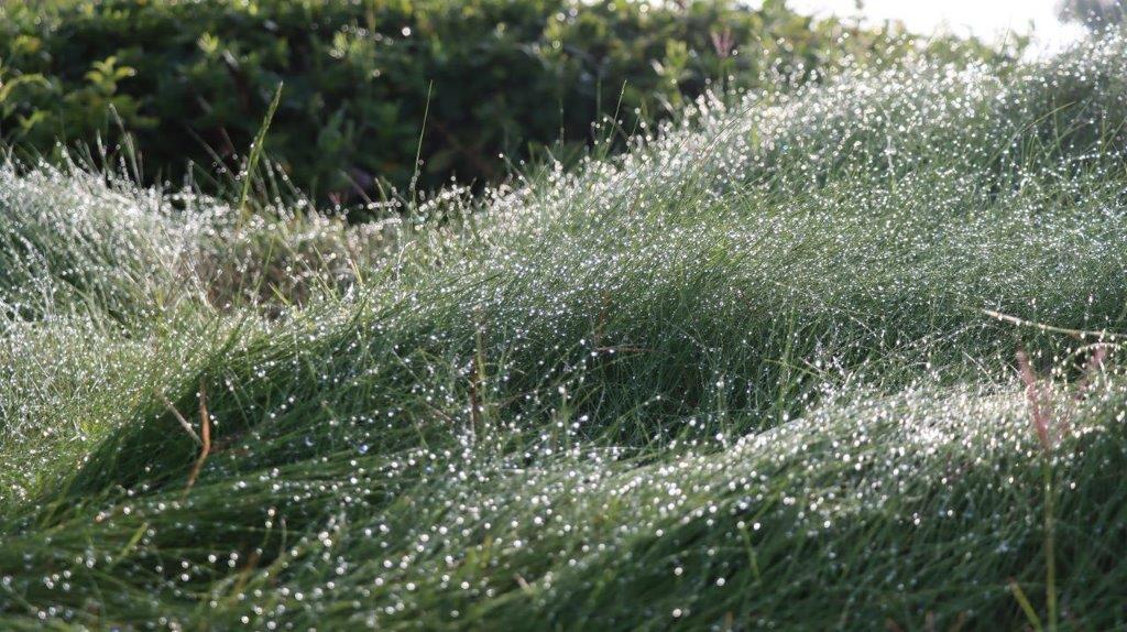 Close-up of a grass field

Description automatically generated