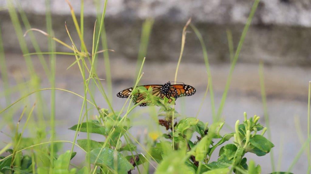 A butterfly on a plant

Description automatically generated