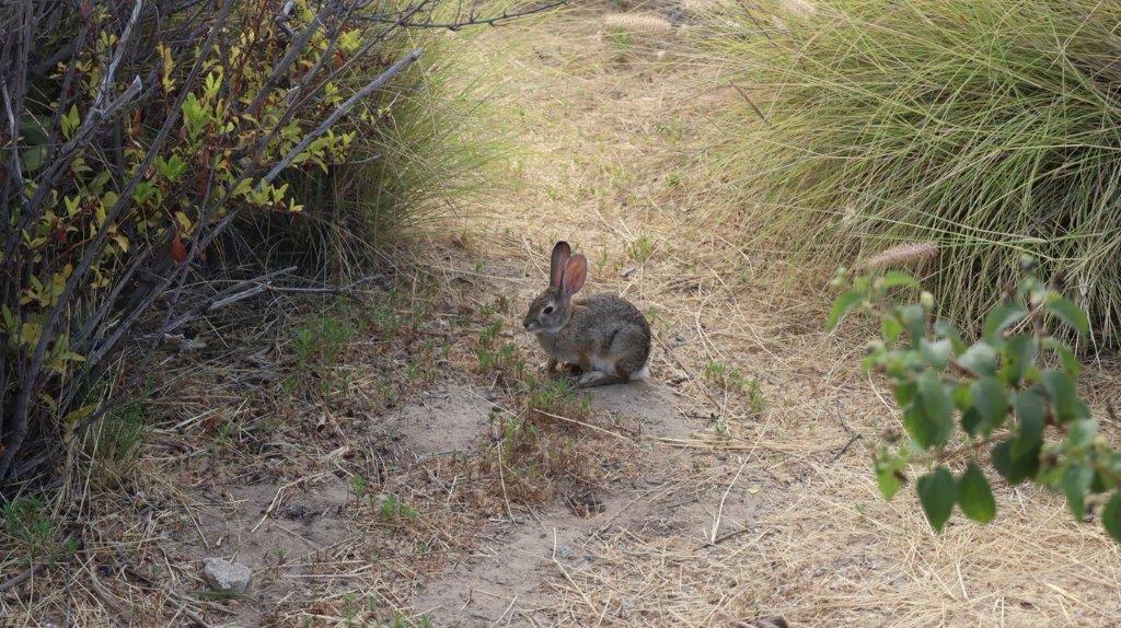 A rabbit sitting on the ground

Description automatically generated