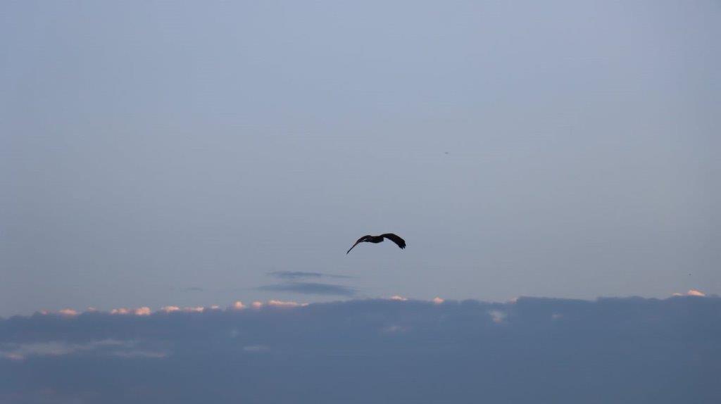 A bird flying in the sky

Description automatically generated