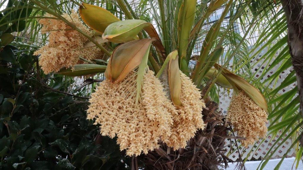 A close up of a plant

Description automatically generated