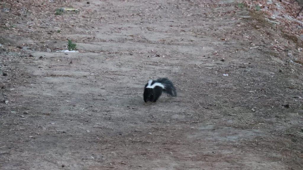 A skunk walking on the ground

Description automatically generated