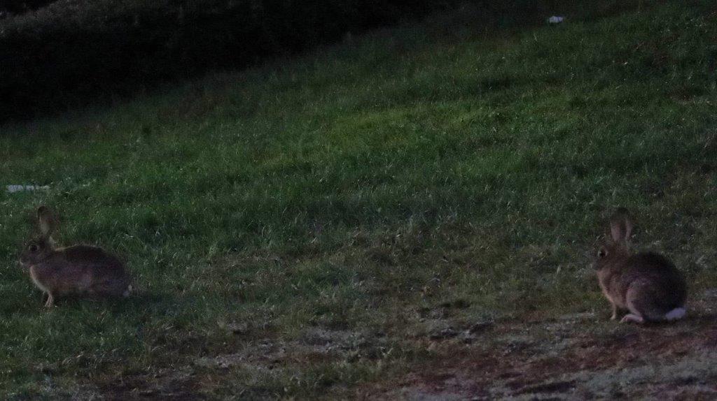 A close-up of a grass field

Description automatically generated