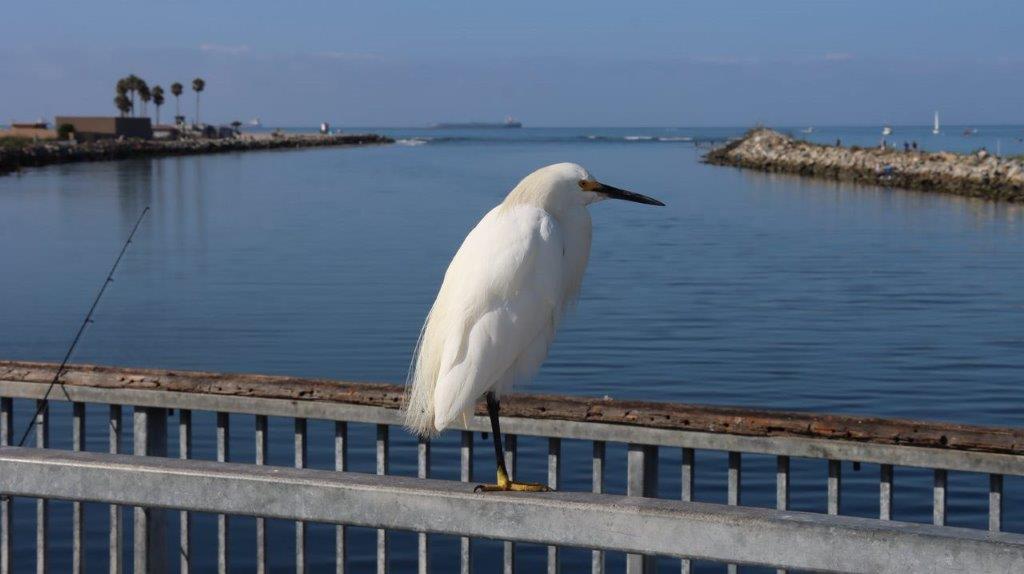 A bird standing on a railing

Description automatically generated