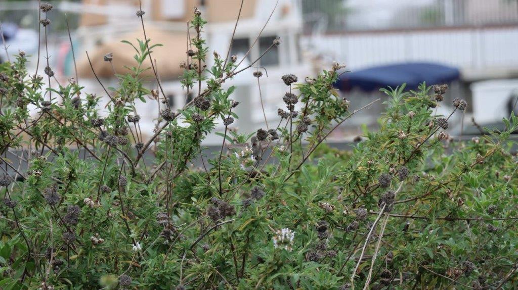 A close-up of a bush

Description automatically generated