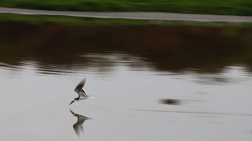 A bird flying over water

Description automatically generated