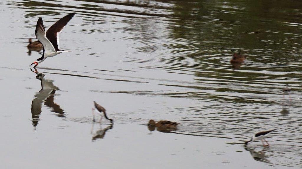 A group of birds in a lake

Description automatically generated