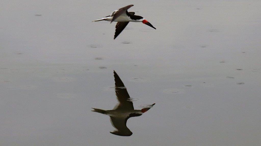 A bird flying over water

Description automatically generated