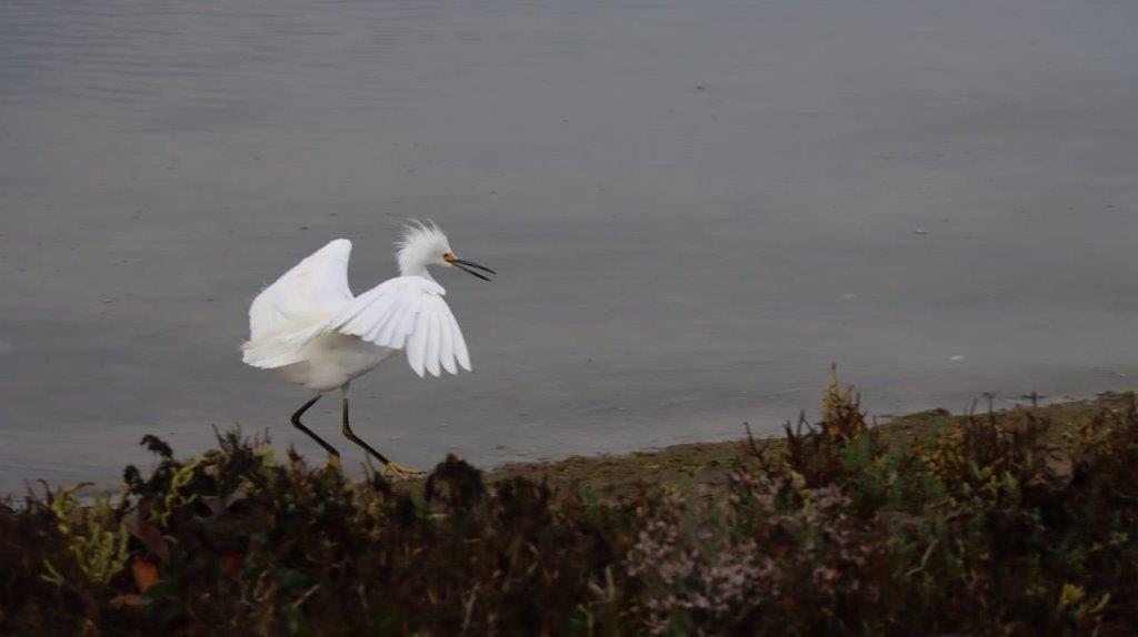 A white bird with wings spread

Description automatically generated