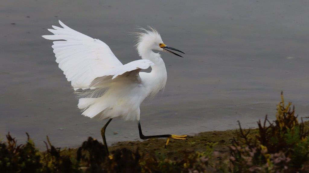 A white bird with long wings

Description automatically generated