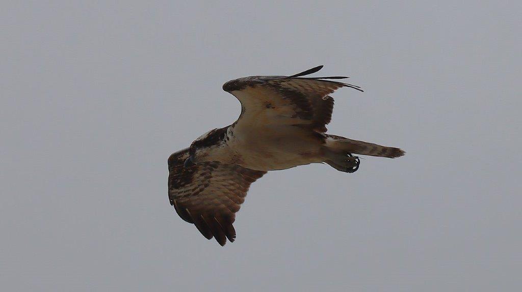 A bird flying in the sky

Description automatically generated