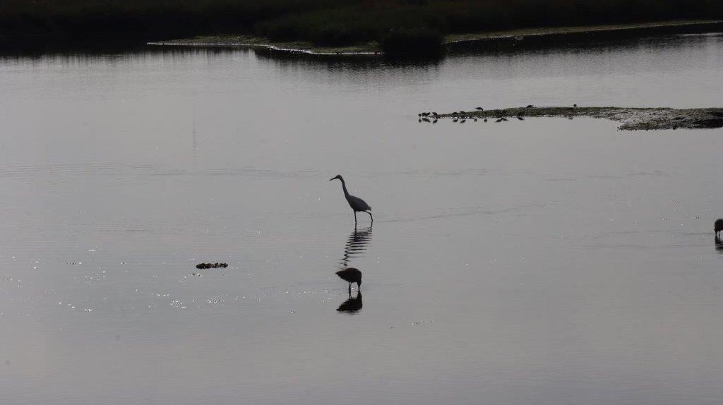 A bird standing in the water

Description automatically generated