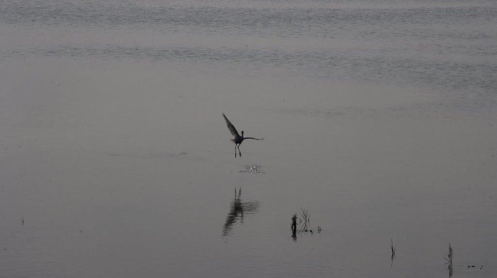 A bird flying over water

Description automatically generated